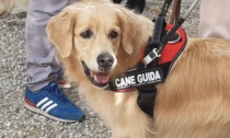 Le storie di cuccioli in affido alla scuola "Cani guida" di Scandicci