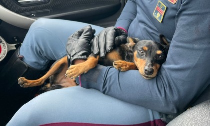Cucciolo impaurito sulla Fi-Pi-Li, salvato dalla stradale