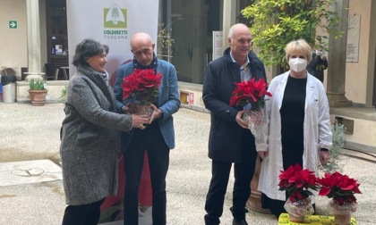 Stelle di Natale, donate all'ospedale di Santa Maria Nuova