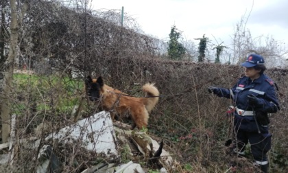 Il cane Nello scova cinque dosi di cocaina, spacciatore denunciato