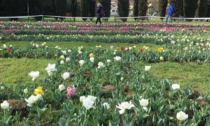 Al Giardino del Bardo 35mila tulipani salutano la primavera