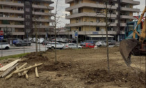 Verde, 140 nuovi nuovi alberi a Sesto Fiorentino