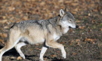 Allarme lupi, Fedagripesca Toscana: “Problema di incolumità per persone e altri animali”