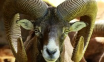 Mufloni all’Isola del Giglio, Oipa: “Per il ministro sono cacciabili sulla base di un dubbio”