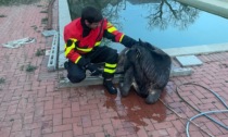 Vitella cade in piscina, salvata dai vigili del fuoco