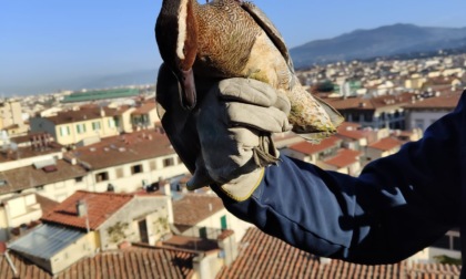 Recuperata un’anatra marzaiola ferita ad un’ala sul Duomo di Firenze