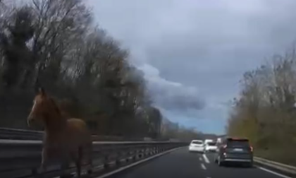 Cavallo "contromano" sulla superstrada, paura tra gli automobilisti