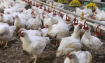 Influenza aviaria in un allevamento a Pietrasanta