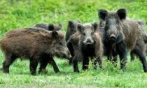 Peste suina africana, Saccardi e Bezzini invitano a tenere alta l’attenzione