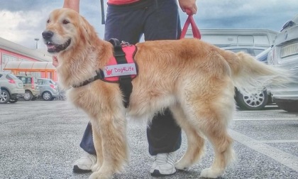 Bernardo, il cane da pet therapy, va in pensione. La storia