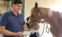 Veterinari al lavoro per scegliere i cavalli per il Palio di luglio