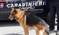 Inchiodati dal fiuto di Tami, cane antidroga fa arrestare due spacciatori