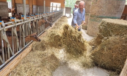 Da operaio tessile ad allevatore di capre