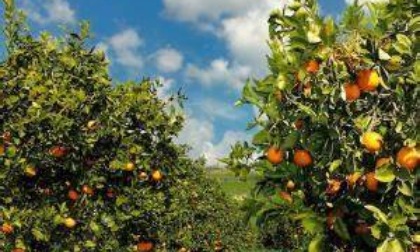 Agricoltura, Fedagripesca Toscana: “Serve moratoria sui mutui”