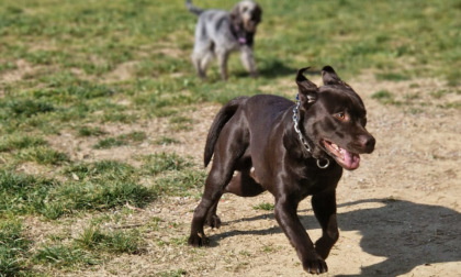 Rischio incendi, vietato tenere cani alla catena