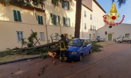 Cade grosso ramo su un'auto nel centro di Lucca