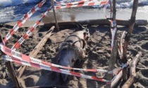 Delfino morto in spiaggia: era attaccato a una rete da pesca