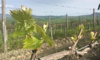 La Regione autorizza 859 viticoltori all'impianto di 620 ettari di nuovi vigneti