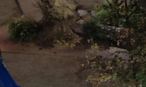 Grosso pino cade in piazza Ciompi. L'albero era stato controllato in estate