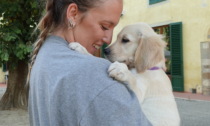 AAA cercansi famiglie affidatarie per futuri cani guida e segugi da allerta medica