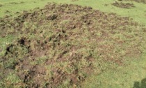 Cinghiali distruggono ettari di campi da golf: la rabbia