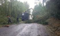 Maltempo, chiusa la SS12 a Borgo a Mozzano per caduta di alberi: operai al lavoro per il ripristino