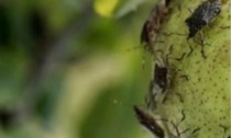 I dieci insetti letali che minacciano l'agricoltura Toscana
