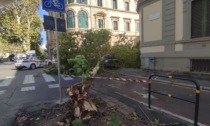 Firenze, fortissime raffiche di vento: albero si abbatte su un'auto