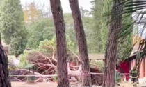 Miracolo di Santa Claus a Montecatini: l'albero caduto ha solo sfiorato i sette feriti