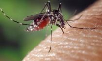 A Livorno caso sospetto di virus Chikungunya: trasmesso dalla puntura di una zanzara tigre