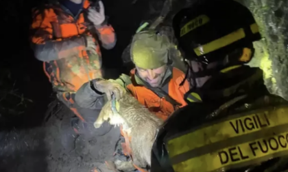 Vigili del fuoco salvano un cane intrappolato nella tana di un istrice