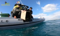 Livorno, pesca subacquea professionale irregolare: sequestrati oltre 1800 ricci di mare
