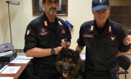 Morto il cane Battman: l'Arma dei carabinieri in lutto