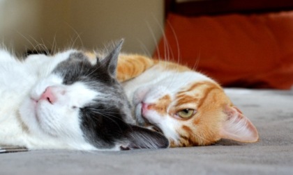 17 febbraio 2024, Festa del Gatto: mandateci le foto dei vostri amici felini