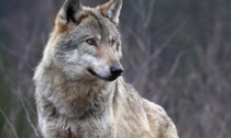 Giovane lupo trovato morto nel bosco: è atto di bracconaggio