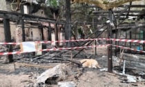 Incendio al rifugio degli animali: 11 cani morti, la volontaria: "E' tutto distrutto, ora abbiamo bisogno del vostro aiuto"