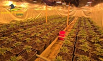 Fabbrica della droga a Sesto Fiorentino: sequestrata piantagione di cannabis da 729 piante