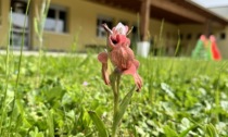 Una rara orchidea nel giardino di una scuola in Versilia