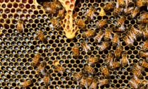 Il circuito del Mugello adotta 120mila api impollinatrici