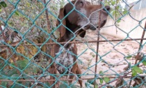 Cani denutriti e feriti costretti a vivere tra escrementi e rifiuti: sequestro e denuncia a Livorno