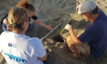 Nido tartaruga caretta caretta in spiaggia di Forte dei Marmi
