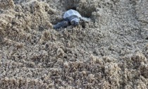 Castiglione della Pescaia (Grosseto), prime tartarughe nate sulla spiaggia di Roccamare