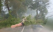 Maltempo, allagamenti e disagi. Bomba d'acqua e scuole chiuse a San Vincenzo