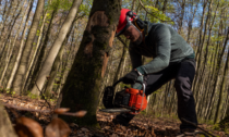 Pieve Fosciana, colpito da un ramo alla schiena mentre taglia un albero: 30enne in ospedale