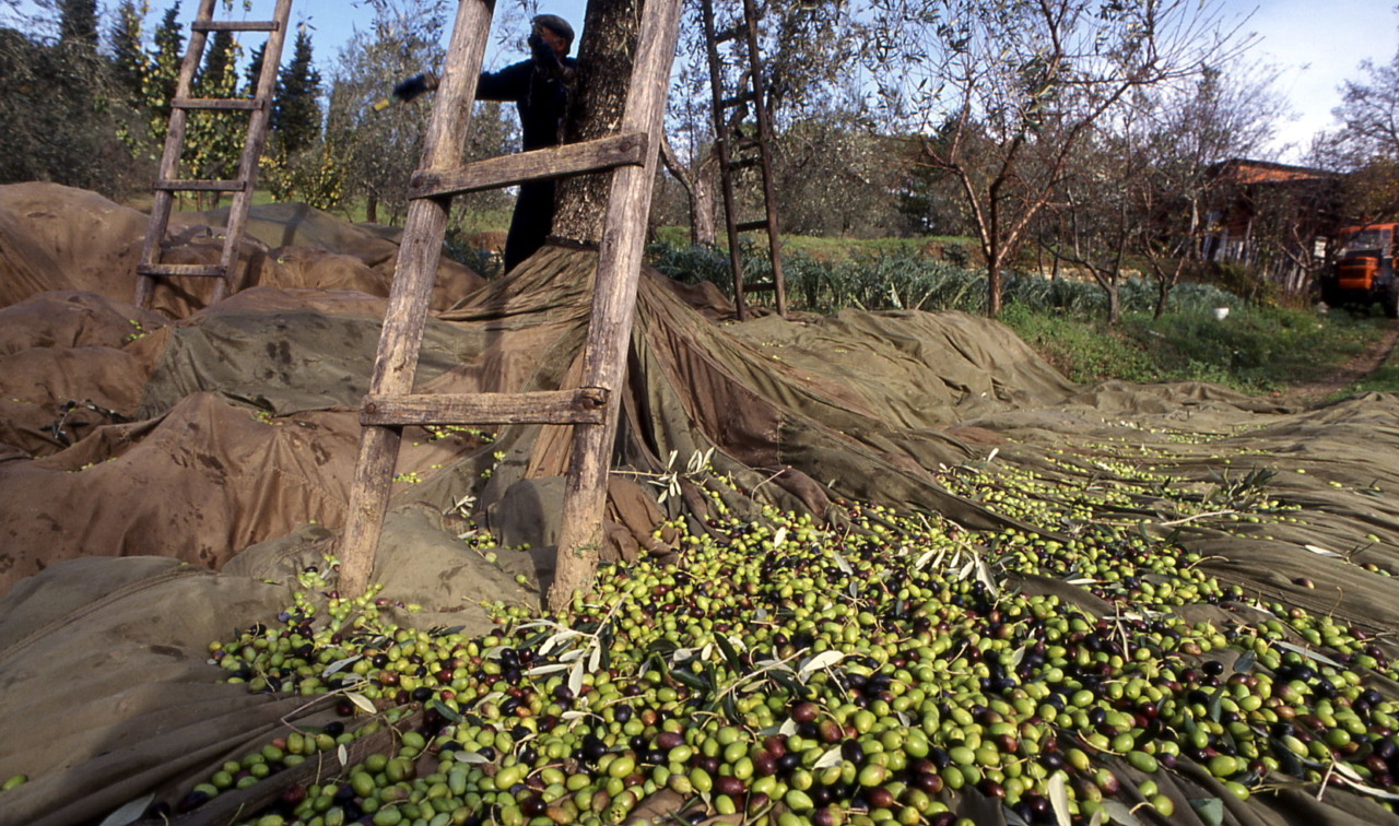 Il Festival dell’Olio SI.EVO unisce la Valdisieve