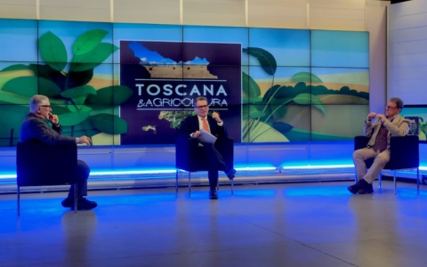 Olivicoltura, un settore da tutelare