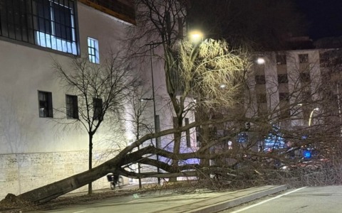 Un albero cade in viale Redi, paura ma nessun ferito