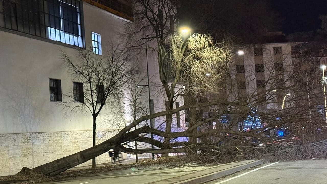 Un albero cade in viale Redi, paura ma nessun ferito