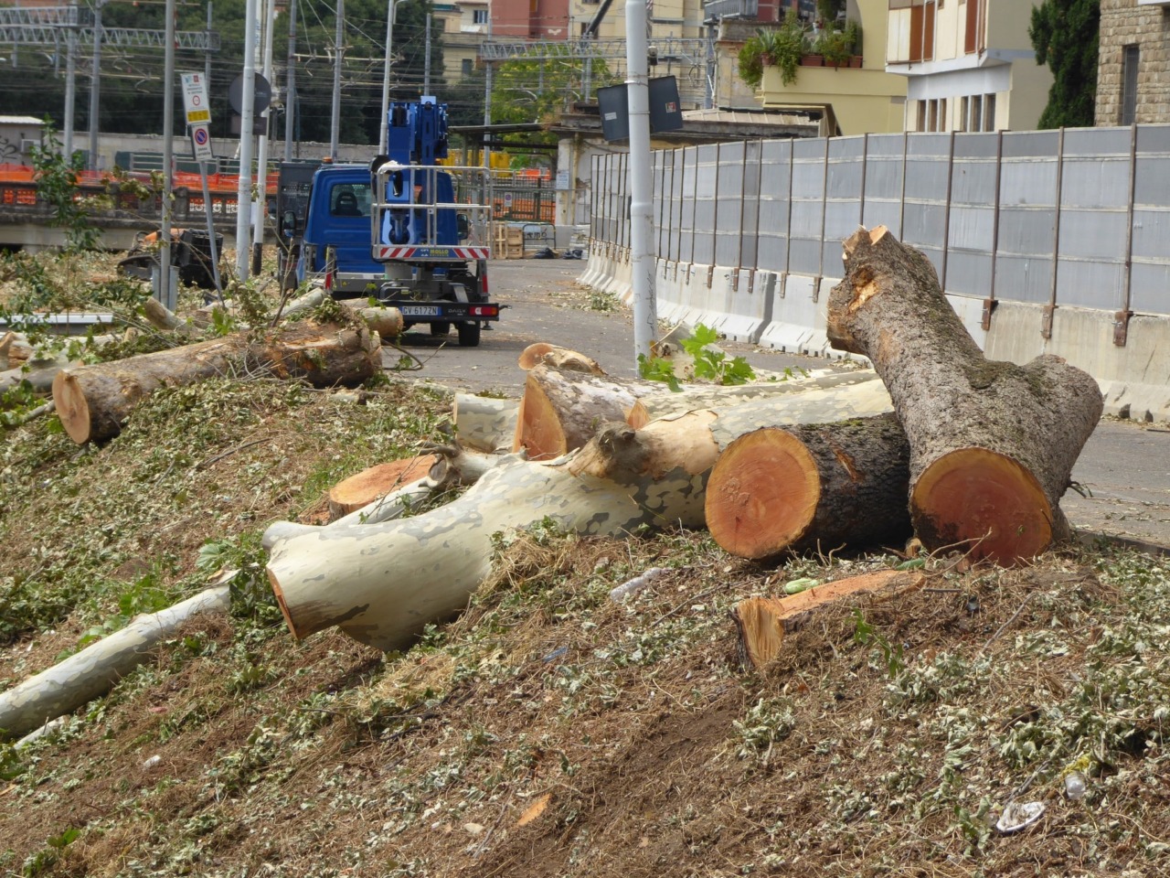 Alberi abbattuti in piazza Donatello: cittadini increduli per i lavori tramvia