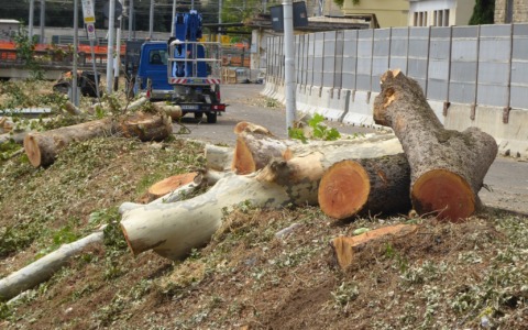 Alberi abbattuti in piazza Donatello: cittadini increduli per i lavori tramvia